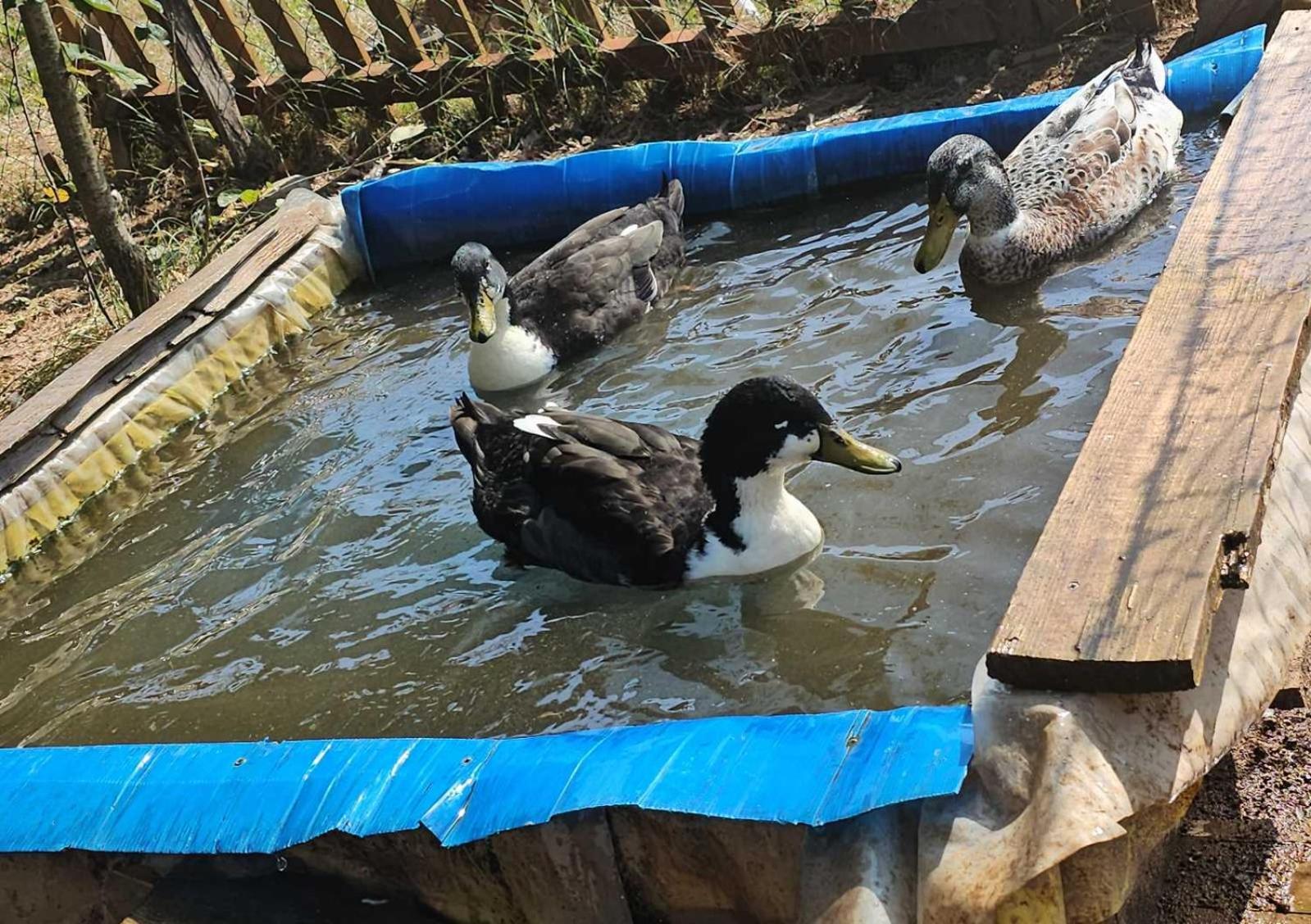 Konaci Oceva Zemlja Bungalovi Konaci Oceva Zemlja Vikendica Mojkovac Buitenkant foto